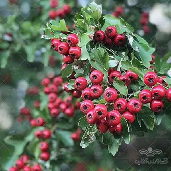 بذر زالزالک وانیاسید