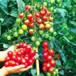 بذر گوجه چری خوشه ای گرد درختی چساره گاوریش خانگی 0