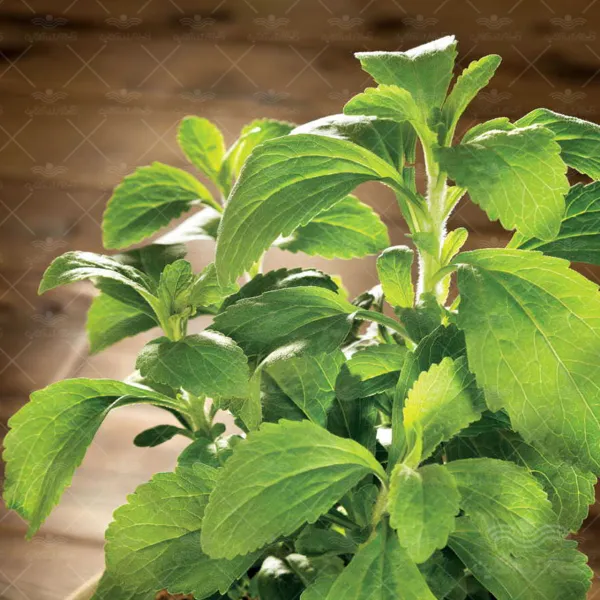 بذر استویا خانگی
