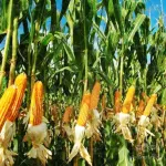 بذر ذرت علوفه ای خانگی وانیاسید 0