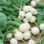 بذر ترب سفید گرد خانگی 2