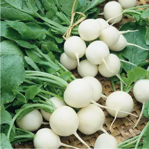 بذر ترب سفید گرد خانگی