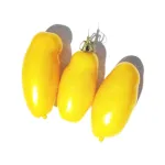 بذر گوجه موزی 0