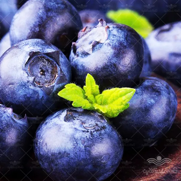 بذر بلوبری درشت