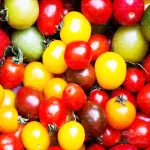بذر گوجه چری میکس وانیاسید 0