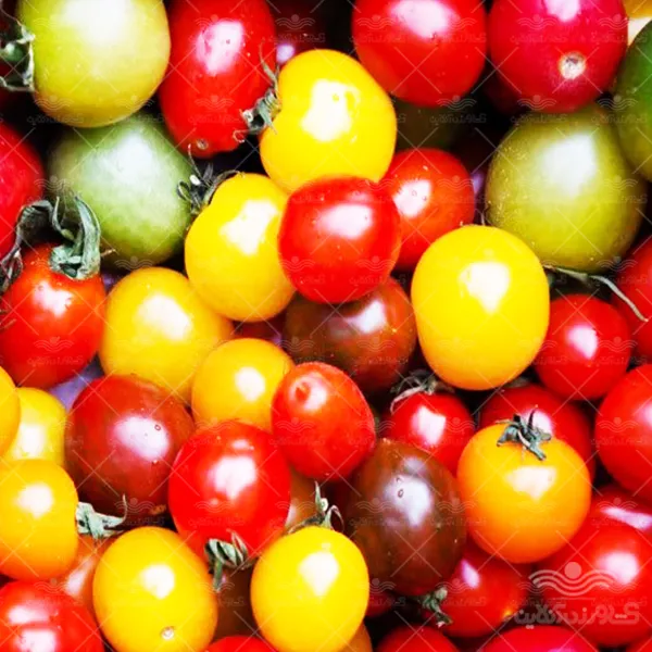 بذر گوجه چری میکس وانیاسید
