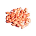 بذر کدو خورشتی هیبرید خانگی 0
