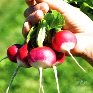 بذر تربچه گرد دورنگ ترک آرزومان