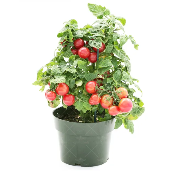 بذر گوجه چری یا گیلاسی گلدانی آمریکایی
