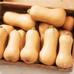 بذر کدو والتهام خانگی 0