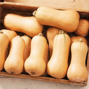 بذر کدو والتهام خانگی