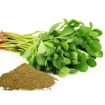بذر سبزی خرفه ترک آرزومان 0