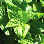 بذر سبزی ریحان برگ پهن ترک آرزومان 0
