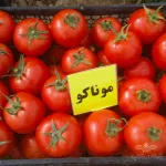 بذر گوجه فرنگی موناکو خانگی 0