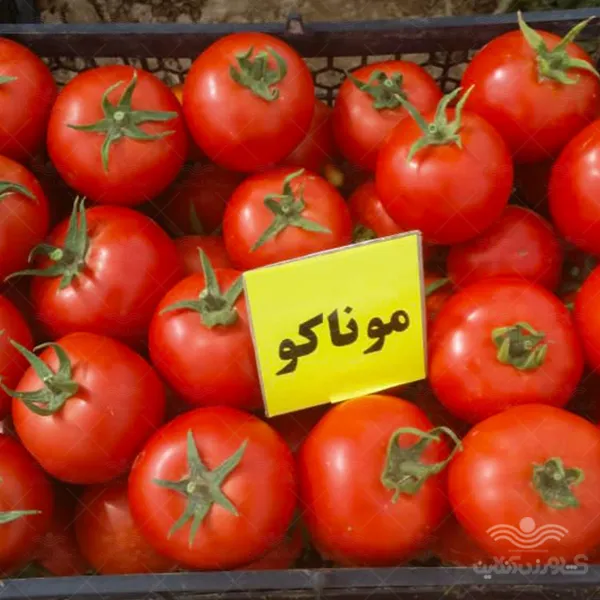 بذر گوجه فرنگی موناکو خانگی