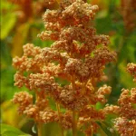بذر کینوا خانگی 50 گرمی 0
