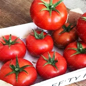 بذر گوجه پربار درختی مایا خانگی