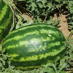 بذر هندوانه خطی آرژانتینی خانگی هولار آمریکا 0