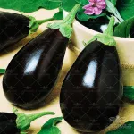 بذر بادمجان دلمه ای هیبرید گلکسی آرگتو ترک خانگی 0