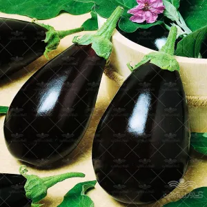 بذر بادمجان دلمه ای هیبرید گلکسی آرگتو ترک خانگی