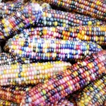 بذر ذرت گلس جم آمریکایی 0