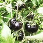 بذر گوجه بلک بیوتی آمریکایی 0