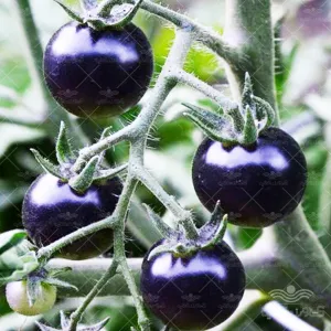 بذر گوجه فرنگی آبی