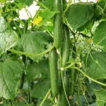 بذر خیار گلخانه ای تک گل پنتر تایلند 500 عددی 2