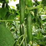 بذر خیار گلخانه ای تک گل پنتر تایلند 500 عددی 3