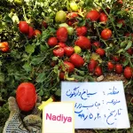 بذر گوجه فرنگی نادیا هلند بلوکی با کاسبرگ 2