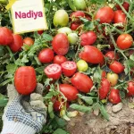 بذر گوجه فرنگی نادیا هلند بلوکی با کاسبرگ 3