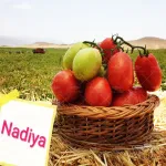 بذر گوجه فرنگی نادیا هلند بلوکی با کاسبرگ 5