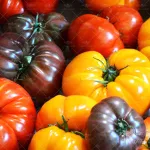 بذر گوجه فرنگی میکس خارجی 0