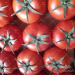 بذر گوجه فرنگی درختی والنسیا خانگی 0