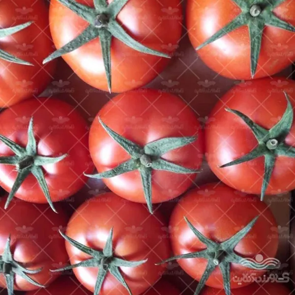 بذر گوجه فرنگی درختی والنسیا خانگی