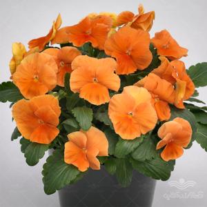 بذر گل بنفشه نارنجی