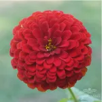 بذر گل آهار قرمز 0
