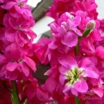شب بو آمریکایی رز 0