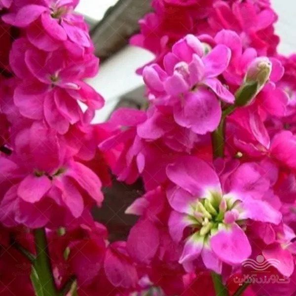 شب بو آمریکایی رز