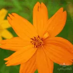 بذر گل ستاره ای نارنجی 0