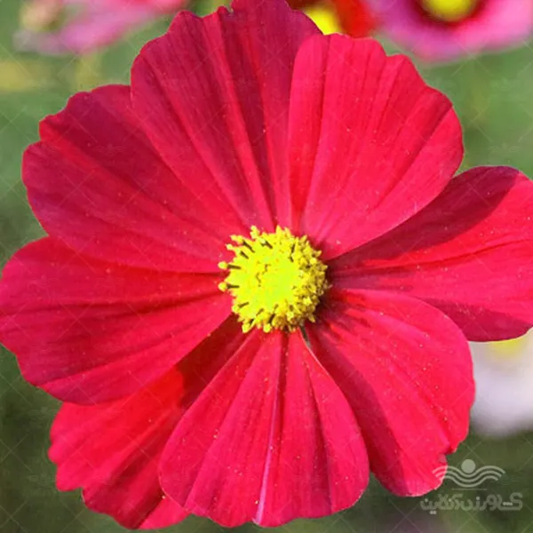 بذر گل ستاره ای قرمز