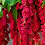آمارانتوس نخلی 0