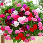 بذر گل شمعدانی الوان 2