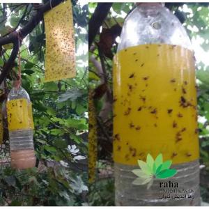 کارت زرد حشرات کره ای