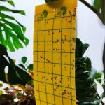 کارت زرد حشرات کره ای 3