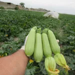 بذر کدو سبز خورشتی یسری 500 عددی از شرکت کلوز 3