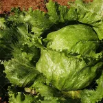 بذر کاهو پیج اورست وانیاسید 0