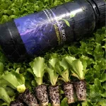 کود ایکس روت قویترین ریشه زای فوری 2