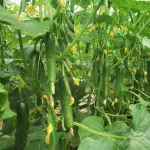 بذر خیار درختی پرگل خانگی 0