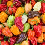 بذر فلفل چری میکس وانیاسید 0